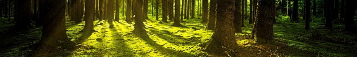 Waldbaden Shinrin-Yoku
